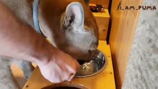 زندگی با یک پوما به عنوان حیوان خانگی