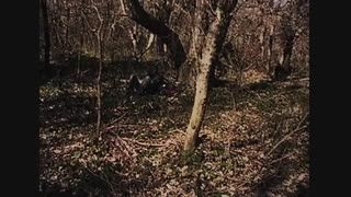 1999 The Blair Witch Project