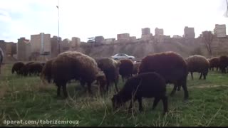 قیمت روز خرید گوسفند زنده در تهران 09190341746