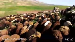 قیمت روز گوسفنده زنده 99 - قیمت گوسفند در تهران 09190341746