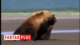 قدرت‌نمایی و کتک کاری خرس‌های گریزلی