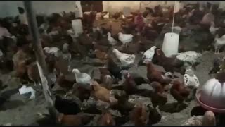 فروش مرغ وخروس 3ماهه اصل گلپایگانی 09121986651 _ 09123968671