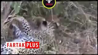 اسارت بچه آهو توسط دو پلنگ + فیلم