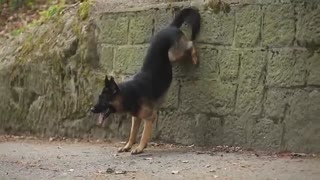 آموزش سگ ژرمن شپرد