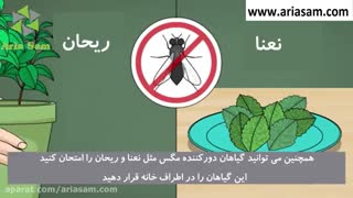 روش های ساده برای دفع حشرات خانگی