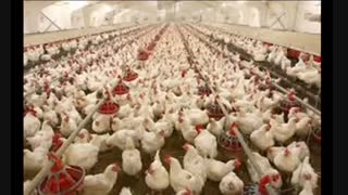 حمل جوجه یکروزه تخم گذار  قیمت مرغ