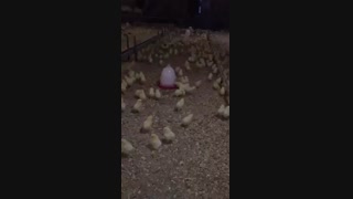 پرورش صنعتی مرغ مادر جوجه کشی