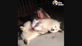 تمام دلایلی که ثابت می کنه سگهای بزرگ بهتر هستند