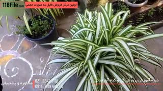 20 ترفند پرورش زیباترین گل و گیاه زینتی