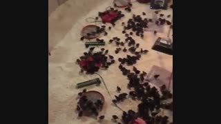 فروش بوقلمون برنز امریکایی 1روزه و1ماهه09121986651 _09123968671