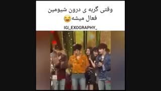وقتی گربه درون شیومین فعال میشه الهیییییی