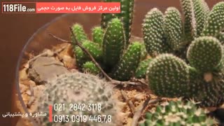 ساخت چند مدل زیبای تراریوم کاکتوس