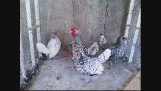 فروش تخم نطفه دار- دستگاه جوجه کشی تمامی طیور