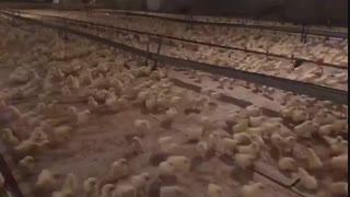 پرورش جوجه یکروزه در مازندران