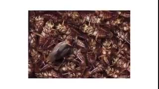 سوسک ریز کابینت | سمپاشی سوسک ریز کابینت