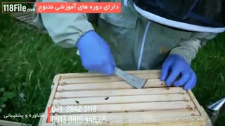 آموزش گام به گام زنبورداری