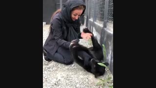 نفیسه روشن در قفس پلنگ جگوار