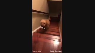 سگی که بدون دزدی خوابش نمی‌برد