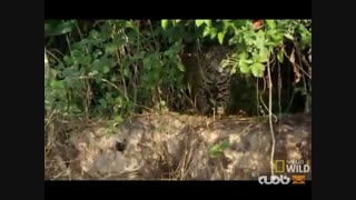 کلیپ متفاوت از حمله جگوار به تمساح