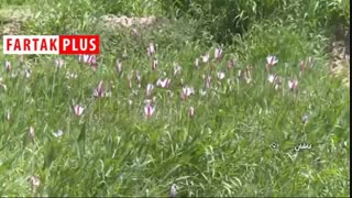 جشن آلاله ها در دامن طبیعت سبز نیاسر