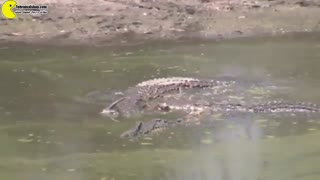 ایمپالای در گل گرفتار شده شکار راحتی برای کروکودیل های گرسنه