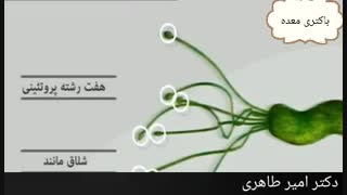 باکتری معده یا هلیکوباکتری | دکتر امیر طاهری