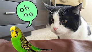 ویدیوی مواجهه‌ی گربه با پرندگان به صورت‌های فیزیکی مختلف