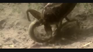 سوسک آبی مار وقورباغه میخورد