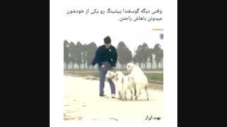 وقتی گوسفندا لی رو از خودشون میدونن