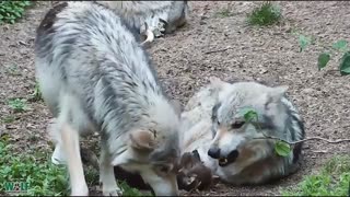 عصبانیت گرگ پدر از بچه هاش