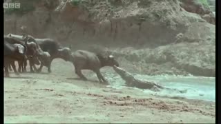 حمله ناموفق کروکودیل به بوفالو