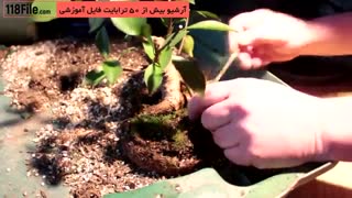 پرورش گل و گیاه آپارتمانی با راندمان عالی