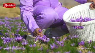 نمایی کلی از برداشت گل زعفران