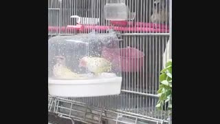 حمام کردن گلدین