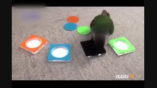 تمرین با پرنده باهوش