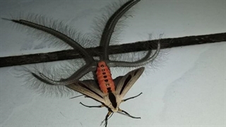 با بید Creatonotos gangis آشنا شوید