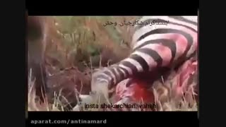 زنده خواری گورخر توسط کفتارها