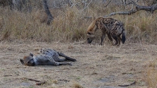 صحنه هایی از جدال کفتار برای شکار کردن