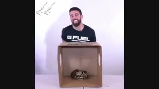 دوربین مخفی- حیوان داخل جعبه