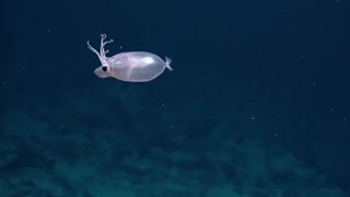 کشف موجود جدید Piglet Squid