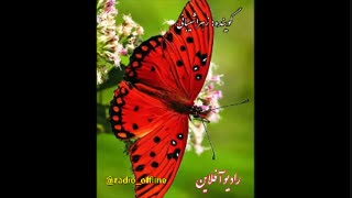 من و بلبل و پروانه