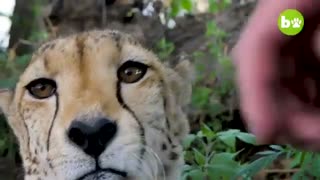 دوستی انسان با حیوانات وحشی!