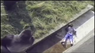 سقوط بچه در قفس گوریل