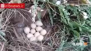 طبیعت زیبای کوه دنا و قله بن رود سمیرم  در استان اصفهان