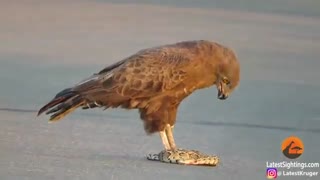 شکار مار توسط عقاب