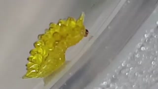 کشف یک گونه کرم عجیب Olona Limacodidae