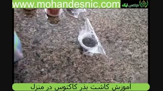 آموزش تصویری کاشت بذر کاکتوس در منزل