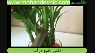 تکثیر گل بامبو در آب