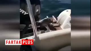 پناه بردن شگفت انگیز بچه شیر دریایی به یک قایق تفریحی از دست نهنگ‌های قاتل