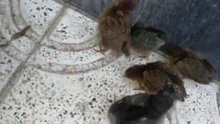 جوجو کوچولو